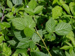 Rubus scissus - Nålbjörnbär