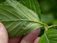 Rubus silvaticus Fågelvägen, Ljunghusen, Falsterbohalvön, Vellinge, Skåne, Sweden 20170627_0114