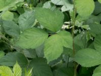 Rubus silvaticus Fågelvägen, Ljunghusen, Falsterbohalvön, Vellinge, Skåne, Sweden 20170627_0118