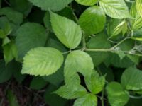 Rubus silvaticus Fågelvägen, Ljunghusen, Falsterbohalvön, Vellinge, Skåne, Sweden 20170627_0119