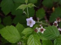 Rubus slesvicensis Ljungdalavägen, Höllviken, Vellinge, Skåne, Sweden 20180710_0022