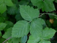 Rubus slesvicensis Ljungdalavägen, Höllviken, Vellinge, Skåne, Sweden 20180710_0023