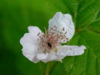 Rubus slesvicensis Ljungdalavägen, Höllviken, Vellinge, Skåne, Sweden 20180710_0026