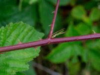 Rubus soendrumensis Bäckagård, Söndrum, Halmstad, Halland, Sweden 20190715_0634