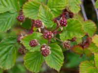 Rubus soendrumensis Bäckagård, Söndrum, Halmstad, Halland, Sweden 20190715_0637