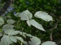 Rubus spectabilis W Ugglarpssjön, Dalby, Lund, Skåne, Sweden 20180716_0044