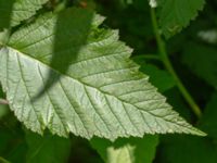 Rubus spectabilis W Ugglarpssjön, Dalby, Lund, Skåne, Sweden 20180716_0049