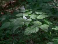 Rubus spectabilis W Ugglarpssjön, Dalby, Lund, Skåne, Sweden 20180716_0058