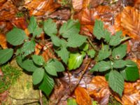 Rubus sprengelii 950 m SSV Ludaröd, Tomelilla, Skåne, Sweden 20181124_0108