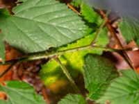 Rubus sprengelii 950 m SSV Ludaröd, Tomelilla, Skåne, Sweden 20181124_0109