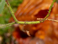 Rubus sprengelii 950 m SSV Ludaröd, Tomelilla, Skåne, Sweden 20181124_0110