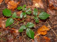 Rubus sprengelii 950 m SSV Ludaröd, Tomelilla, Skåne, Sweden 20181124_0114