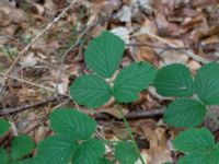 Rubus steracanthos 650 m OSO Soldattorpet, Ystad sandskog, Ystad, Skåne, Sweden 20180620_0049