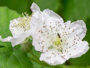 Rubus sect. Corylifolii - Krypbjörnbär