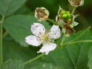 Rubus suecicus - Svenskt björnbär