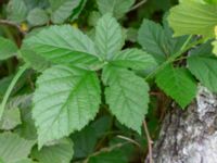 Rubus suecicus Hjärsås kyrka 1300 m NNO, Östra Göinge, Skåne, Sweden 20240702_0147