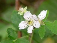 Rubus suecicus Hjärsås kyrka 1300 m NNO, Östra Göinge, Skåne, Sweden 20240702_0148