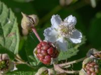 Rubus tiliaster 30 m W etrance Kockenhus allé, Höganäs, Skåne, Sweden 20180702_0202
