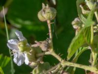 Rubus tiliaster 30 m W etrance Kockenhus allé, Höganäs, Skåne, Sweden 20180702_0204