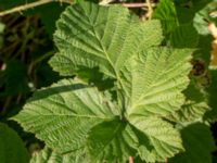 Rubus tiliaster 30 m W etrance Kockenhus allé, Höganäs, Skåne, Sweden 20180702_0208