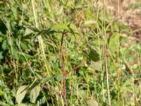 Rubus tiliaster 30 m W etrance Kockenhus allé, Höganäs, Skåne, Sweden 20180702_0211