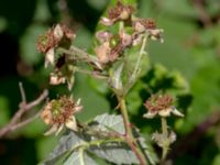 Rubus vikensis Gamla Viken, Helsingborg, Skåne, Sweden 20180702_0039