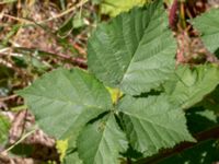 Rubus vikensis Gamla Viken, Helsingborg, Skåne, Sweden 20180702_0045