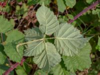 Rubus wahlbergii Segeåns mynning, Malmö, Skåne, Sweden 20190729_0010