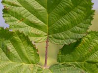 Rubus wahlbergii Segeåns mynning, Malmö, Skåne, Sweden 20190729_0012