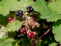 Rubus wahlbergii Segeåns mynning, Malmö, Skåne, Sweden 20190729_0016