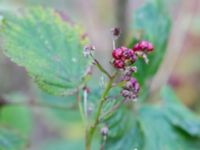 Rubus wendtii Påarps f.d. skola, Båstad, Skåne, Sweden 20181030_0058