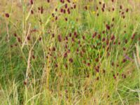 Sanguisorba officinalis Klagshamnsvägen, Bunkeflostrand, Malmö, Skåne, Sweden 20210812_0051