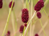 Sanguisorba officinalis Klagshamnsvägen, Bunkeflostrand, Malmö, Skåne, Sweden 20210812_0053