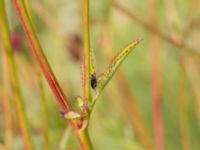 Sanguisorba officinalis Klagshamnsvägen, Bunkeflostrand, Malmö, Skåne, Sweden 20210812_0055