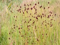 Sanguisorba officinalis Klagshamnsvägen, Bunkeflostrand, Malmö, Skåne, Sweden 20210812_0062