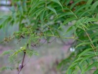 Sorbaria kirilowii Grönmyntestigen 13, Täppet, Åhus, Kristianstad, Skåne, Sweden 20180914_0109