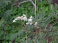 Sorbaria kirilowii Grönmyntestigen 13, Täppet, Åhus, Kristianstad, Skåne, Sweden 20180914_0122