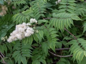 Sorbaria sorbifolia - False Spiraea - Rönnspirea