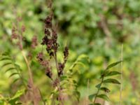 Sorbaria sorbifolia Hjortholmen, Vittsjö, Vittsjö, Hässleholm, Skåne, Sweden 20180826_0151