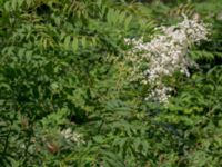 Sorbaria sorbifolia Säbyholmsvägen, Landskrona, Skåne, Sweden 20160711_0128