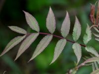 Sorbaria sorbifolia Scoutstugan, Bunkeflo strandängar, Malmö, Skåne, Sweden 20170520_0043