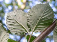 Sorbus aria Krumeluren, Göteborg, Bohuslän, Sweden 20190717_0007