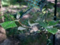 Sorbus aria Krumeluren, Göteborg, Bohuslän, Sweden 20190717_0009