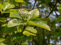 Sorbus aria Ollebo, Malmö, Skåne, Sweden 20190510_0117