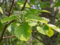 Sorbus aria Ollebo, Malmö, Skåne, Sweden 20190510_0119