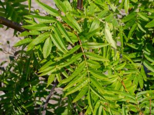 Sorbus armeniaca