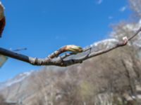 Sorbus armeniaca Kuro N, Stepantsminda, Mtskheta-Mtianeti, Georgia 20180424_3474