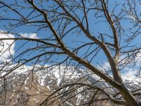 Sorbus armeniaca Kuro N, Stepantsminda, Mtskheta-Mtianeti, Georgia 20180424_3475