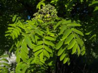 Sorbus aucuparia Klagshamns udde, Malmö, Skåne, Sweden 20050513B 029