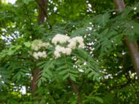 Sorbus aucuparia ssp. aucuparia Borgarparken, Lund, Skåne, Sweden 20180517_0026